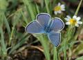 Polyommatus bellis (Çokgözlü Güzelmavi)